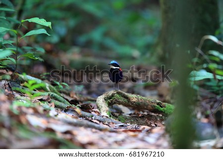 Blue-headed pitta (Hydrornis baudii) male in Danum Valley, Sabah, Borneo, Malaysia Royalty-Free Stock Photo #681967210