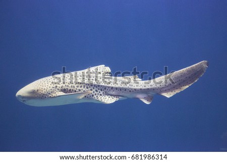 cruising zebra shark, Stegostoma fasciatum