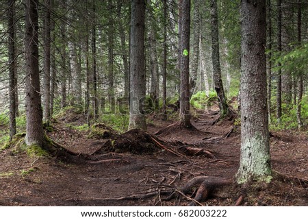 Beautiful deep forest in Lahti, Finland