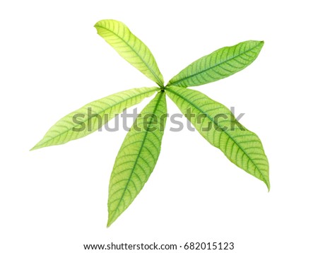 Green leaf isolated on white background. with clipping path.