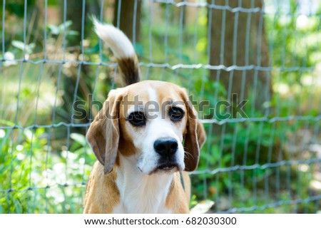 Purebred tricolor beagle hunting hound dog with green trees and grass plants in the back frontal close view