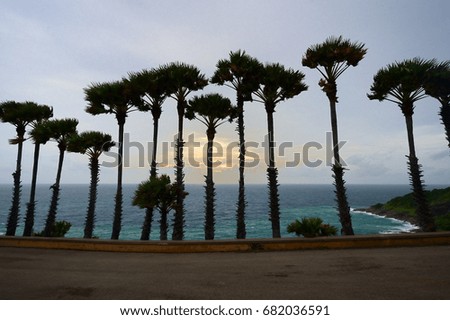 coconut tree with sea background