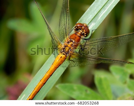 Meadow golden dragonfly close-up
