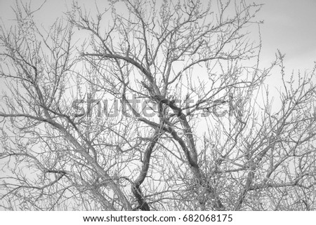 A TREE ON THE BACKGROUND OF THE SKY IN BLACK-WHITE PERFORMANCE