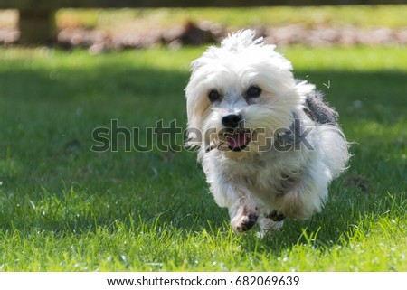 Dandie Dinmont Terrier running on grass Royalty-Free Stock Photo #682069639
