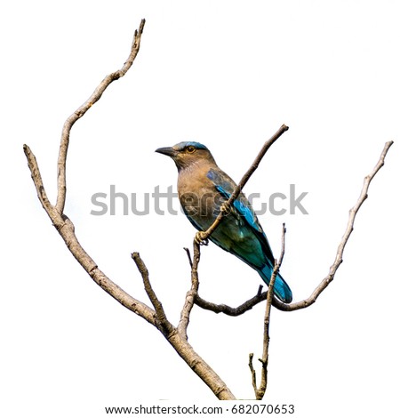 Coracias benghalensis, Indian roller or Blue jay bird perching on branch on white isolated background