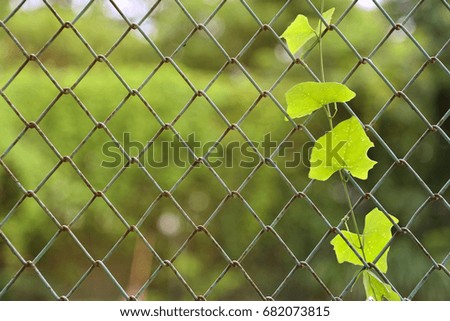 Green wire fence and green ivy leaf on right with green background
