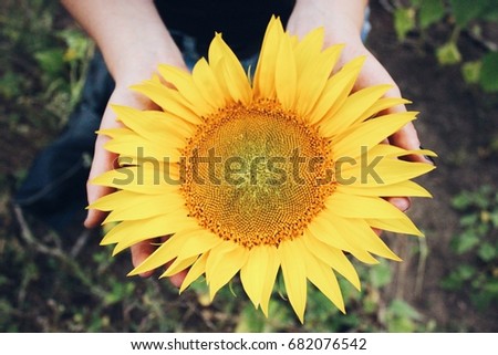 
Yellow sunflower in the hands.