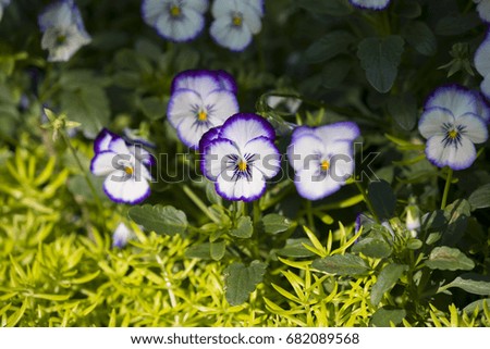 Colorful White and Purple pansy flowers. Nature background.