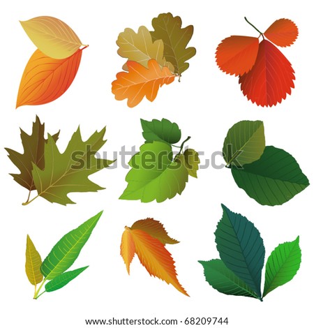 Collection of leaves vector illustration