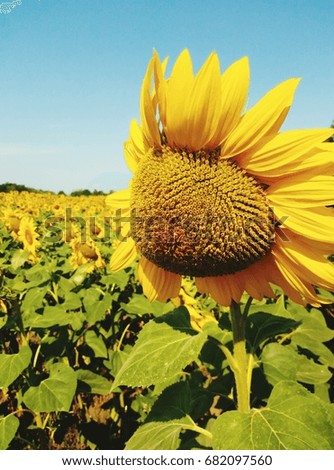 sunflower field in Ukraine