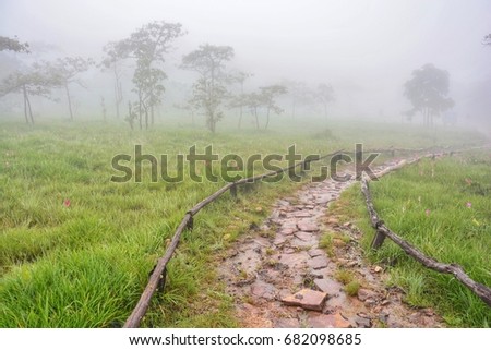 pathway in field on morning with foggy 