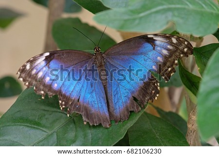 Blue Morpho butterfly, morpho peleides, Mainau Island Germany