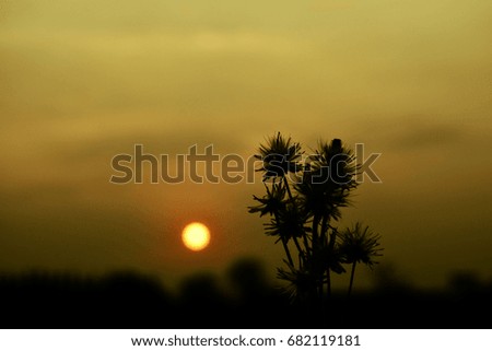 Grass flower and Sun
