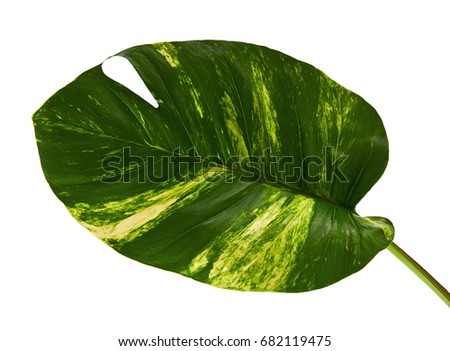 Devil's ivy, Golden pothos, Epipremnum aureum, Heart shaped leaves vine with large leaves isolated on white background, with clipping path