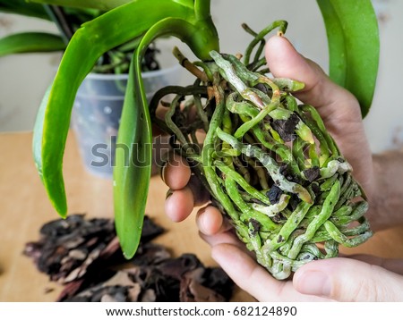 Transplant orchids. Healthy plant roots. Healthy roots of orchids. Royalty-Free Stock Photo #682124890