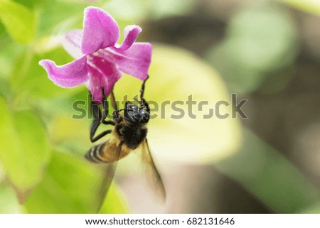 Bee sucking nectar from pink flower ( picture has blurry or noise or soft focus when view full resolution )