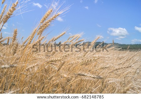 golden wheat field and blue sky in sunny day