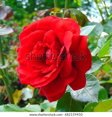 macro photo with a decorative garden rose flower with petals bright red hue on the background of garden of green foliage as the source for design, advertising, print, decorating, interior, photo shop