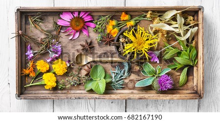 Herbs medicine.Set of herbs, plants and flower in a wooden box