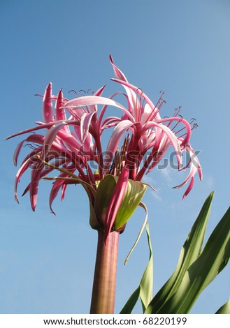 the large pink tuberose in tropical zone