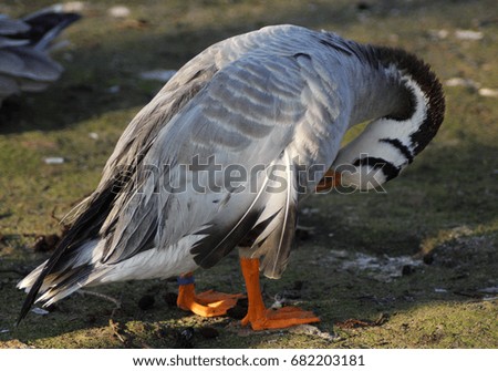The bar-headed goose (Anser indicus)