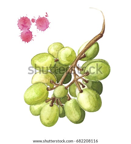 grape illustration, watercolor bunch of green grape