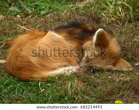 Close up view of european red fox (Vulpes vulpes) sleeping on a green grass. 