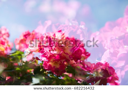 Double Exposure Photo of Dark Red Roses with Blue Sky Background