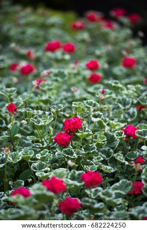 Red Geraniums in Garden Beds