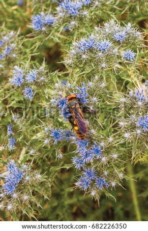 Wasp, hornet on flowers background unit isolate