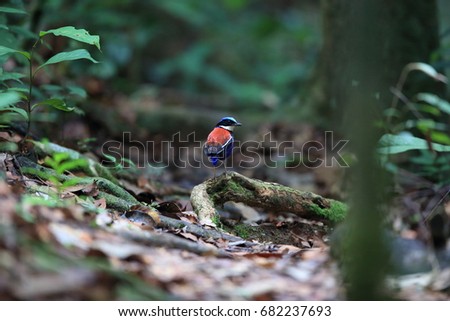 Blue-headed pitta (Hydrornis baudii) male in Danum Valley, Sabah, Borneo, Malaysia Royalty-Free Stock Photo #682237693