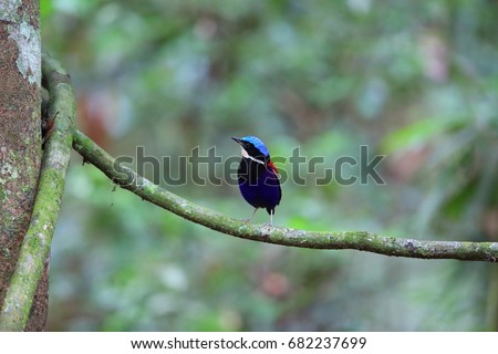 Blue-headed pitta (Hydrornis baudii) male in Danum Valley, Sabah, Borneo, Malaysia Royalty-Free Stock Photo #682237699