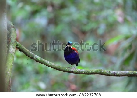 Blue-headed pitta (Hydrornis baudii) male in Danum Valley, Sabah, Borneo, Malaysia Royalty-Free Stock Photo #682237708