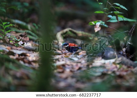 Blue-headed pitta (Hydrornis baudii) male in Danum Valley, Sabah, Borneo, Malaysia Royalty-Free Stock Photo #682237717
