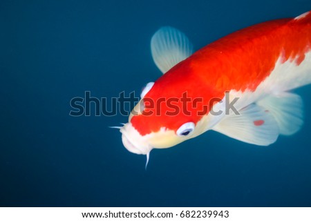 goldfish in clear blue water