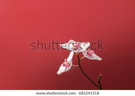 White flower with lilac orchid on 	
red background