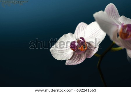 White flower with lilac orchid on blue background