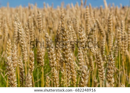 Wheat field with blue sky and some could, summer time.