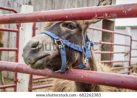Humorous picture of a donkey looking through a gate on a farm near Monroe, Indiana.