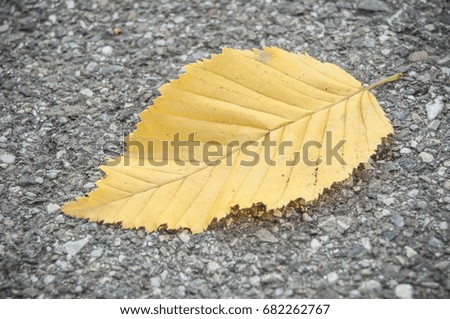 closeup of carpinus  betulus leaf in autumn on the road