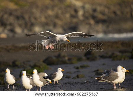 Seagull in flight, summer, California