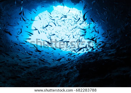 Sweepers in the underwater cave