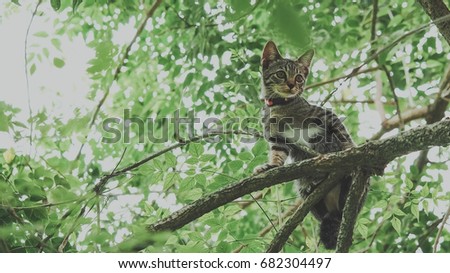 Domestic cat, cute kitten climbing in the tree soft focus and painting brush effect for animal background