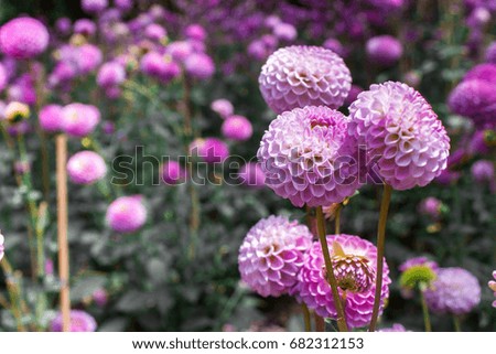 Close up dahlia flowers