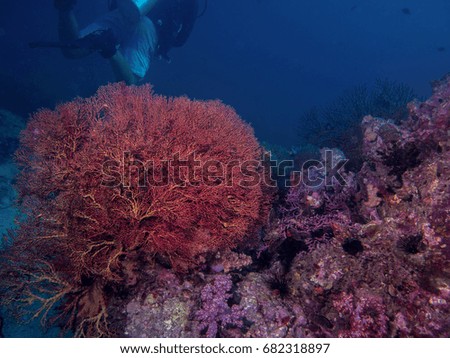 Beautiful Coral Reef near Phi Phi Island and Shark Point off the coast of Phuket, Krabi and Thailand