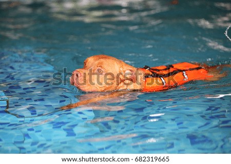 Dog swimming, American Pit Bull Terrier
