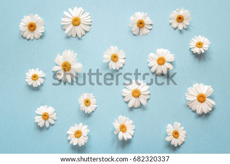 Floral camomile pattern on a blue background. Flat layer, top view.