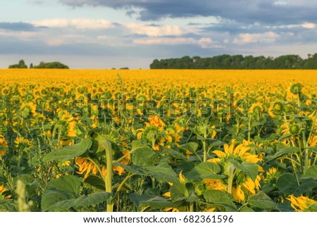 Sunflowers wheat field with blue sky in background.