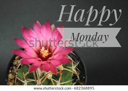 Good Morning Monday Yellow Flowers Background Images And Stock
